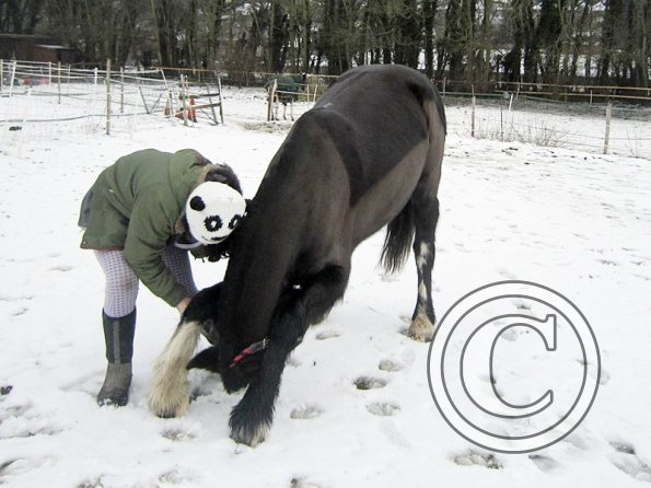 Teaching Jess to bow (3)