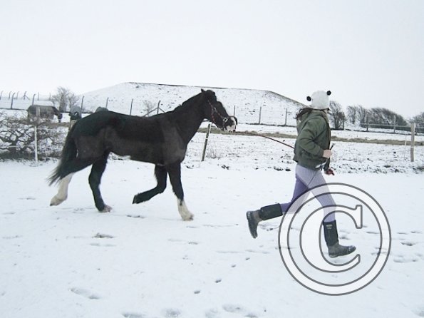 Teaching Jess to bow (4)