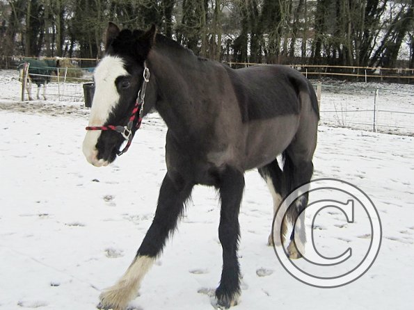 Teaching Jess to bow (6)