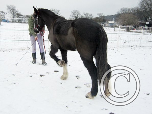 Teaching Jess to bow (7)