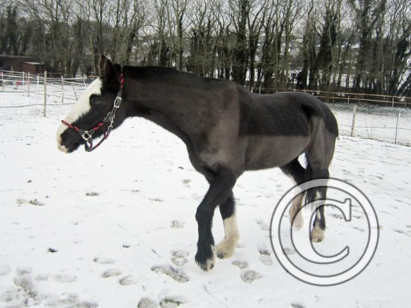 Teaching Jess to bow (8)