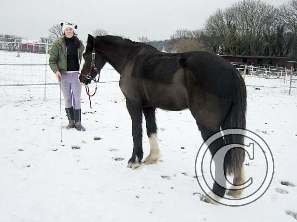 Teaching Jess to bow (9)