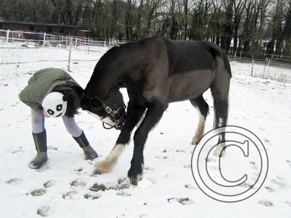 Teaching Jess to bow