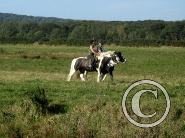 Charlie and Teddy cobs (2)