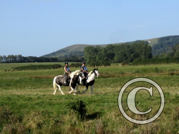 Charlie and Teddy cobs