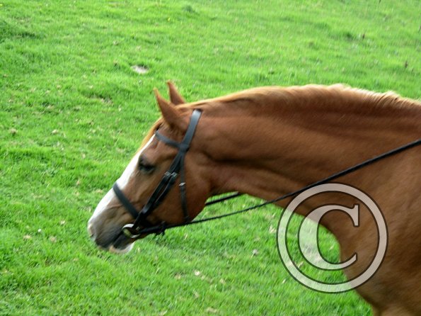 Claire and Icarus (3)