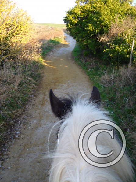 Along the gallops