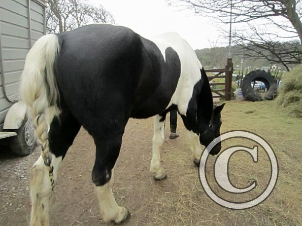 Leaving the yard (3)