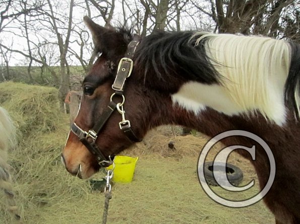 Leaving the yard (4)