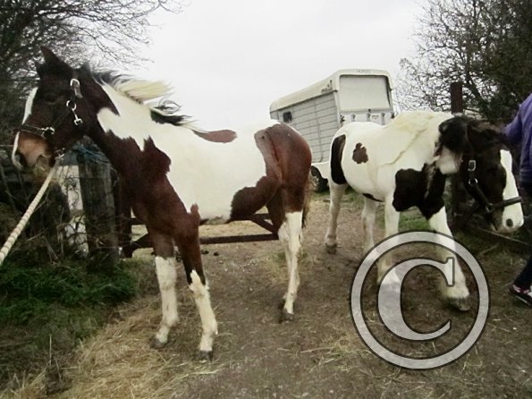 Leaving the yard (5)