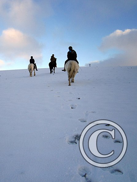Ponies in the snow (10)