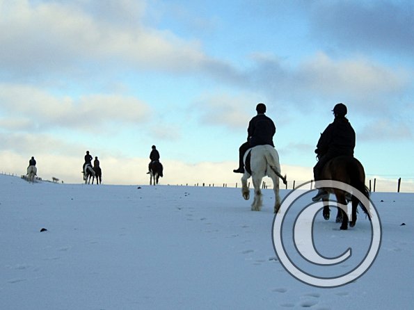 Ponies in the snow (11)