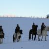 Ponies in the snow (12)