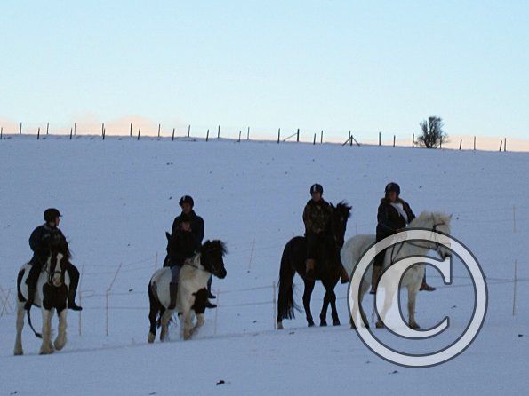 Ponies in the snow (12)