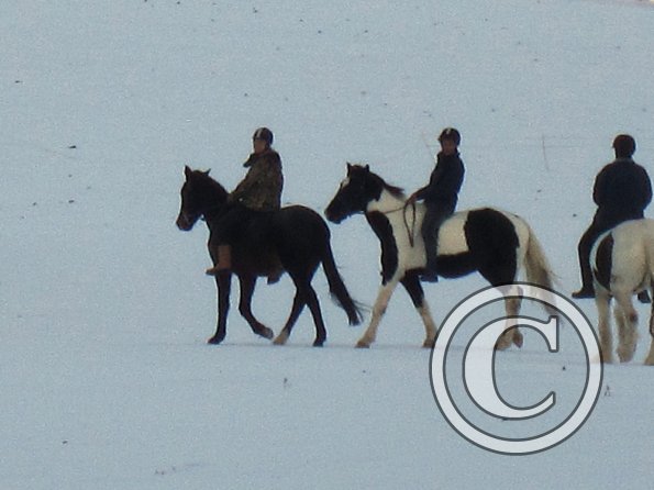 Ponies in the snow (13)