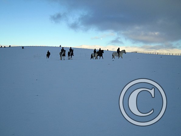 Ponies in the snow (14)