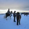 Ponies in the snow (15)