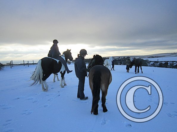 Ponies in the snow (15)