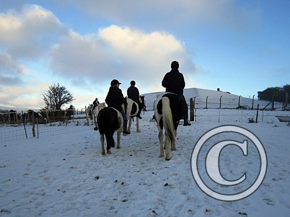 Ponies in the snow (16)