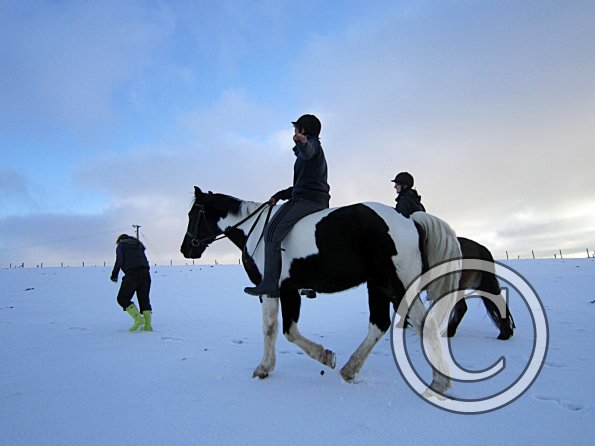 Ponies in the snow (17)