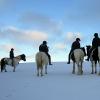 Ponies in the snow (18)