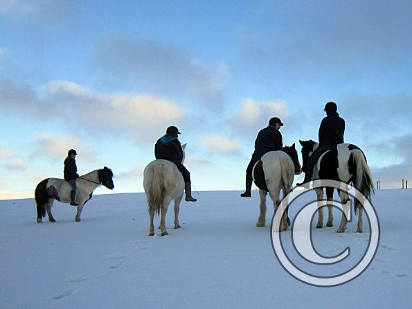 Ponies in the snow (18)