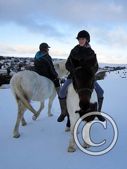 Ponies in the snow (19)