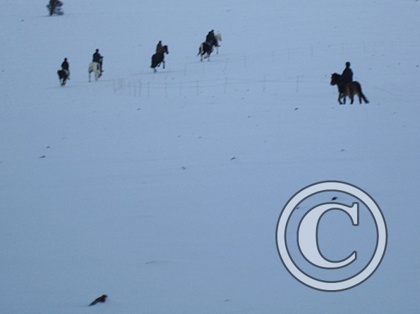 Ponies in the snow (2)