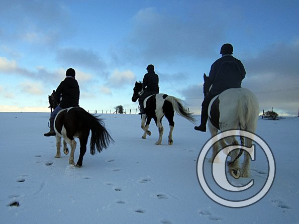 Ponies in the snow (20)