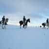 Ponies in the snow (3)