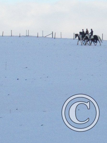 Ponies in the snow (4)