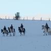 Ponies in the snow (5)