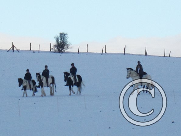 Ponies in the snow (5)