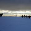 Ponies in the snow (6)