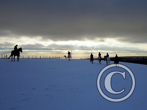 Ponies in the snow (6)