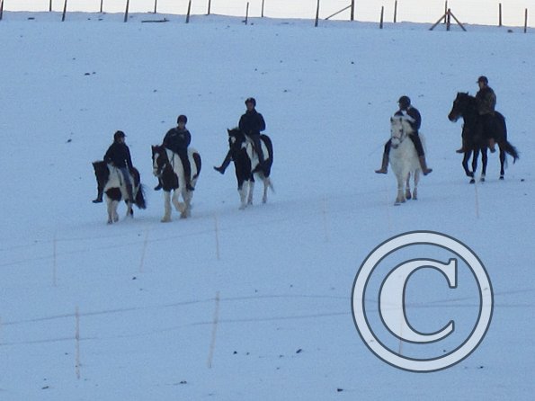 Ponies in the snow (7)