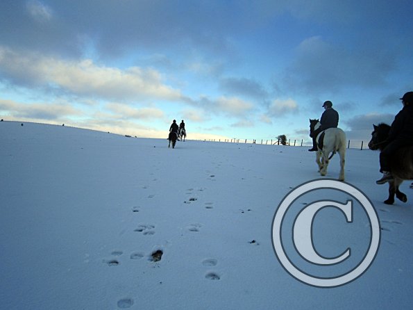 Ponies in the snow (8)