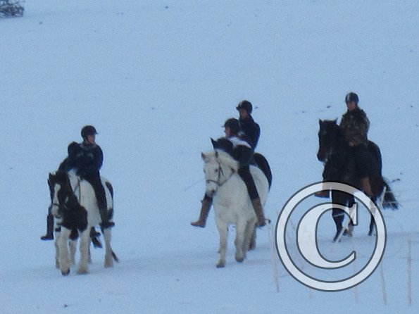 Ponies in the snow (9)