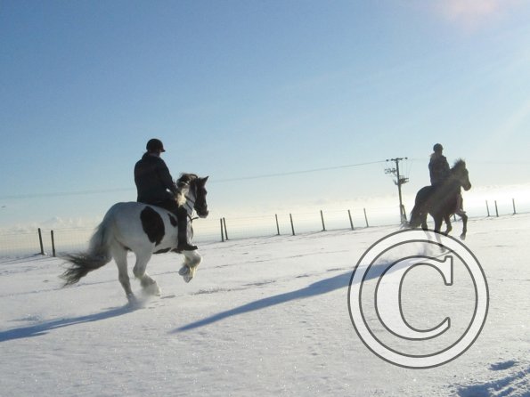 Cantering in the snow (2)