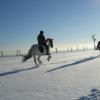 Cantering in the snow (3)