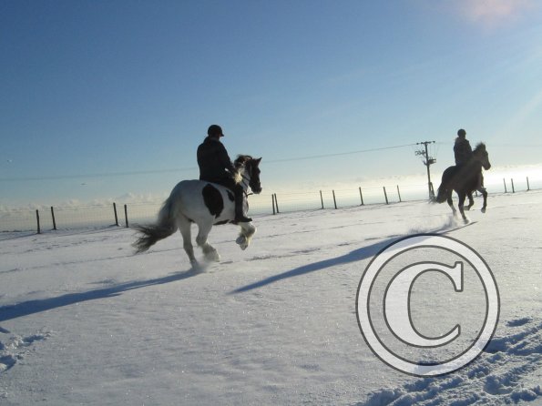 Cantering in the snow (3)