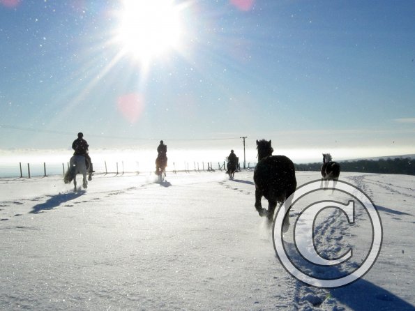 Cantering in the snow (4)