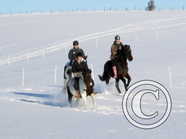 Cantering in the snow
