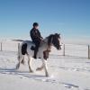 Trotting in the snow