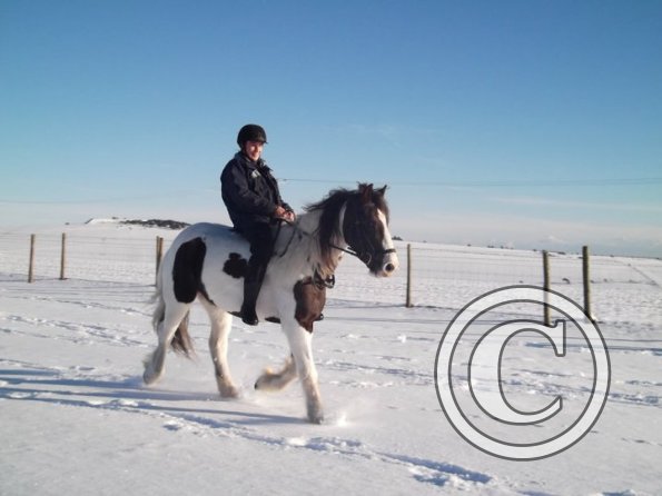 Trotting in the snow