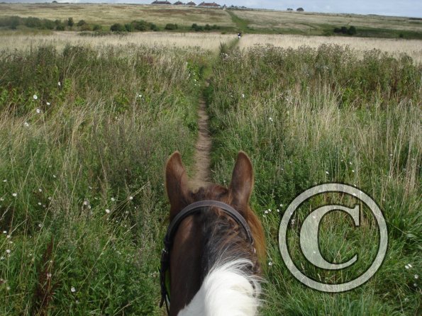 Coming out of sheepcoat valley