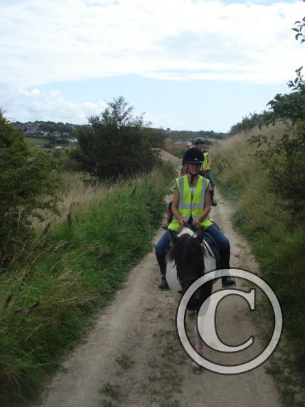 Lily on the sandy lane