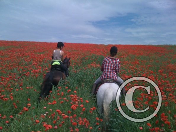 Riding into the poppies