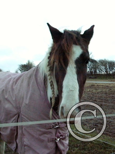 Lance waiting for dinner (2)