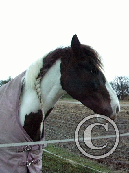 Lance waiting for dinner (3)